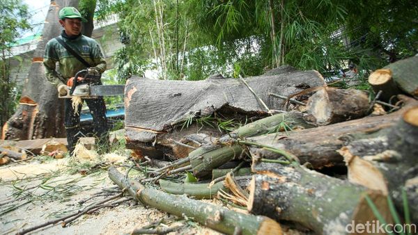 Antisipasi Tumbang, Petugas Tebang Pohon Setinggi 18 Meter di Mampang