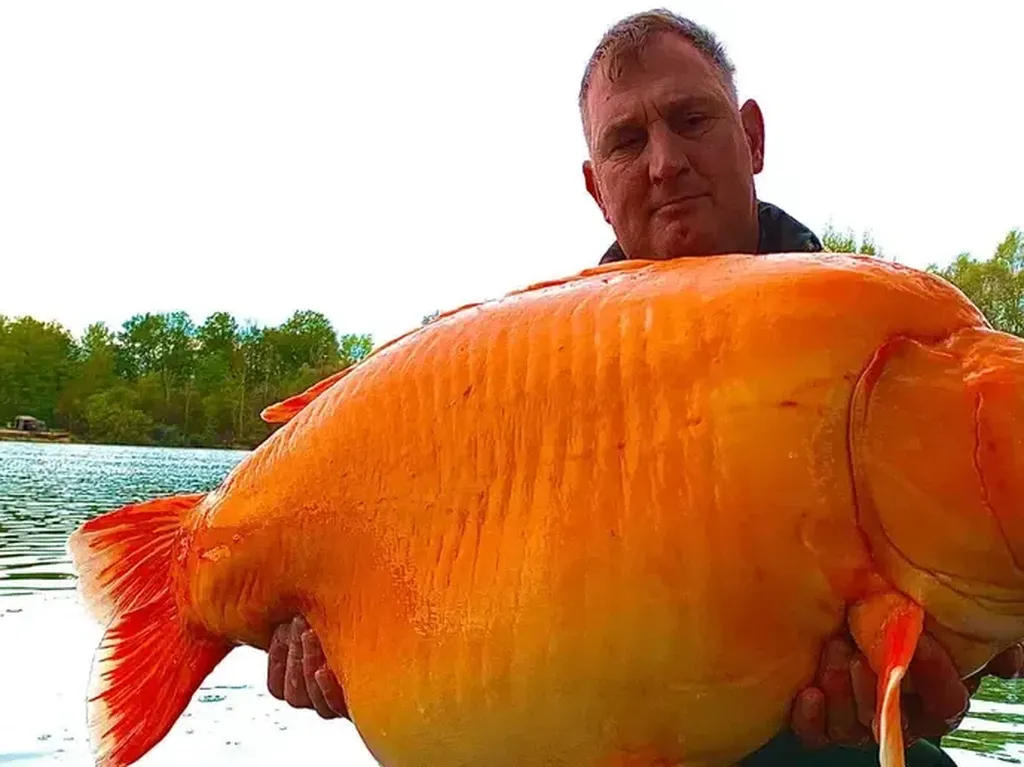 Ikan Mas Koki Langka Berbobot 30 Kilogram Ikan Mas Koki Langka Berbobot 30 Kilogram