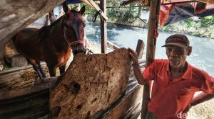 Kisah Kuda Pekerja Bertahan di Ibu Kota