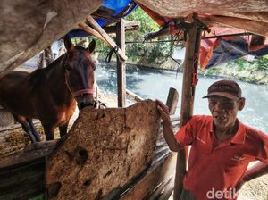 Kisah Kuda Pekerja Bertahan di Ibu Kota