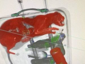 Kucing Oren Masuk Koper, Satu Bandara Heboh Kucing Oren Masuk Koper, Satu Bandara Heboh