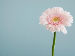 Fungsi Mahkota Bunga Beserta Strukturnya