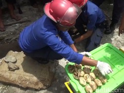 Damkar Trenggalek Temukan 18 Ekor Anak Ular Piton Saat Bongkar Sarangnya