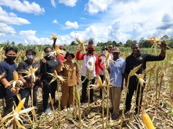 Papua Muda Inspiratif Panen Jagung Puluhan Ton di Lahan 10 Hektare
