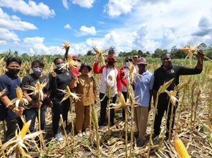 Papua Muda Inspiratif Panen Jagung Puluhan Ton di Lahan 10 Hektare Papua Muda Inspiratif Panen Jagung Puluhan Ton di Lahan 10 Hektare