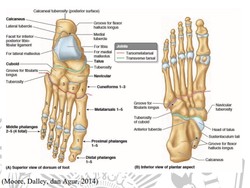 Fungsi Tulang Telapak Kaki dan Macam-macam Organ Gerak Manusia Lainnya