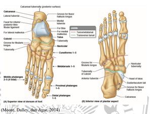 Fungsi Tulang Jari Kaki Berdasarkan Struktur Bagiannya Fungsi Tulang Jari Kaki Berdasarkan Struktur Bagiannya