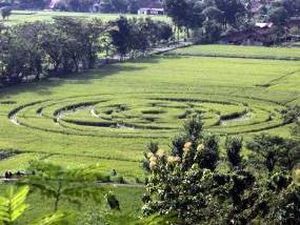 Crop Circle Pernah Heboh, Kok Sekarang Hilang Begitu Saja? Crop Circle Pernah Heboh, Kok Sekarang Hilang Begitu Saja?