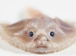 Makhluk Aneh di Laut Dalam Kejutkan Ilmuwan Dunia