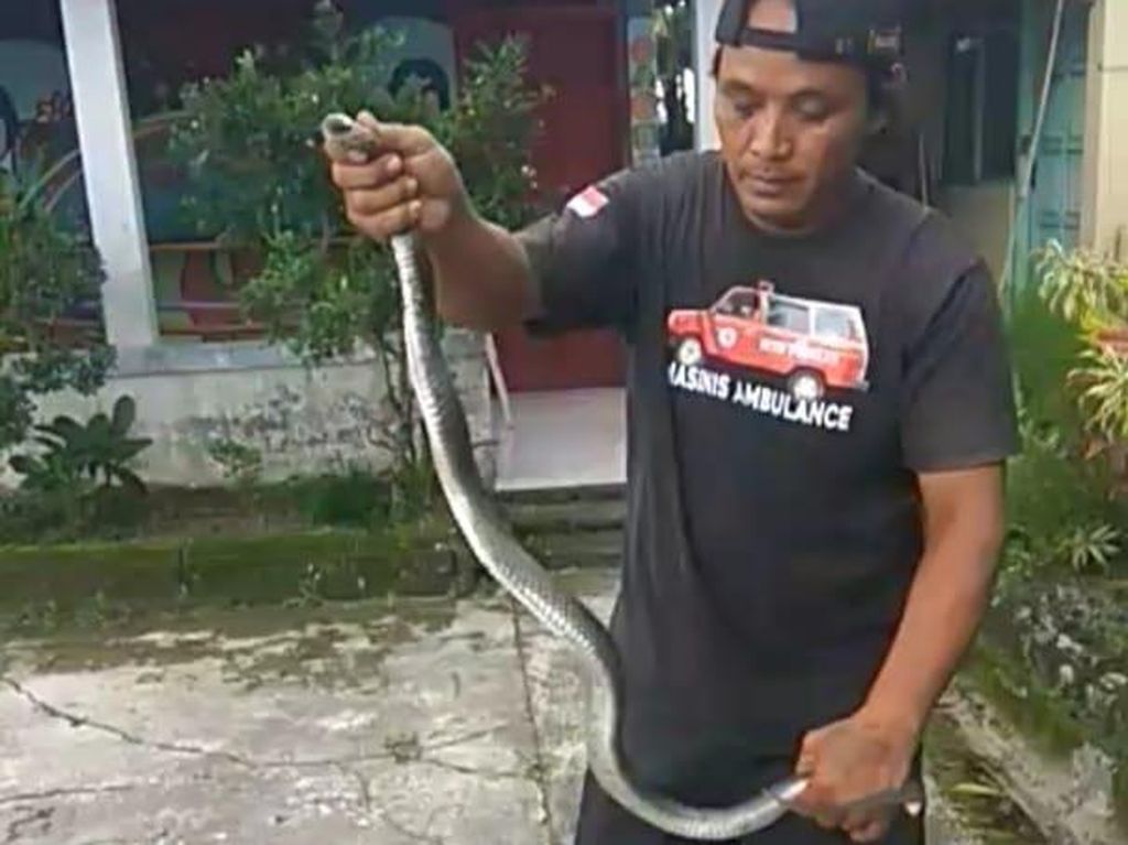 Hii! Ular Kobra 1 Meter Nyelonong ke Balai Desa di Klaten