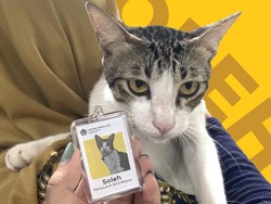 Kenalan Yuk Sama Meong-meong Berstatus PNS