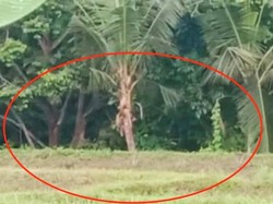 Monyet yang Serang Lahan Pertanian di Banyuwangi Berani Melawan Saat Diusir