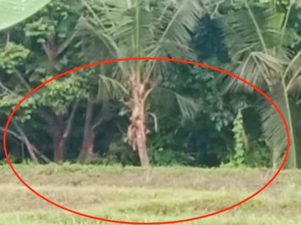 Teror Monyet Ekor Panjang Serang Lahan Pertanian Siap Panen di Banyuwangi Teror Monyet Ekor Panjang Serang Lahan Pertanian Siap Panen di Banyuwangi