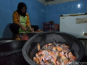 Dianggap Hama, Ikan Red Devil di Waduk Sermo Justru Jadi Sumber Cuan Warga