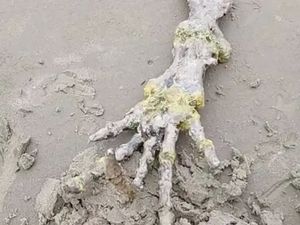 Geger! Temuan Tulang Tangan di Pantai Brasil yang Disebut Alien