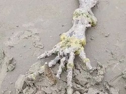 Geger! Temuan Tulang Tangan di Pantai Brasil yang Disebut Alien