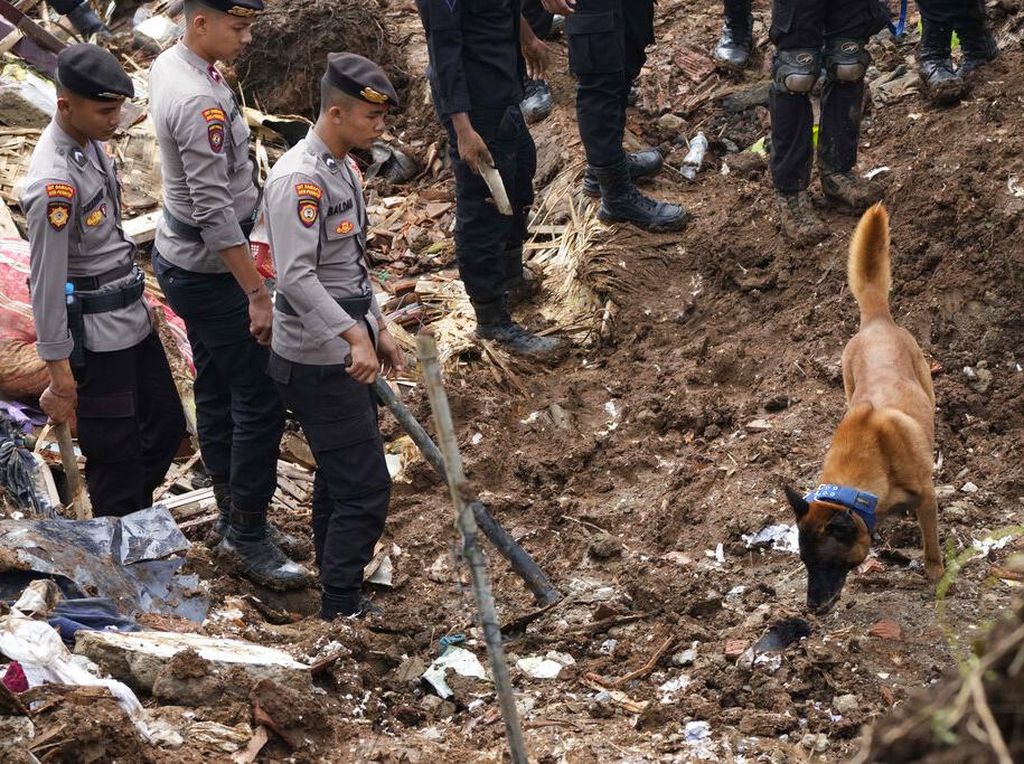 Anjing Pelacak Dikerahkan untuk Cari Korban Gempa Cianjur Anjing Pelacak Dikerahkan untuk Cari Korban Gempa Cianjur