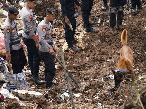 Anjing Pelacak Dikerahkan untuk Cari Korban Gempa Cianjur