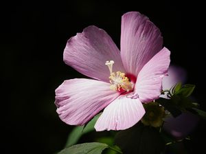 Mengenal Fungsi Benang Sari Bunga, Beserta Proses Penyerbukan