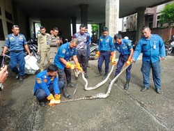 Hiii... 2 Ular Piton Masuk Rumah Warga di Jembrana, Sempat Mangsa Ternak