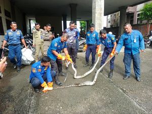 Hiii... 2 Ular Piton Masuk Rumah Warga di Jembrana, Sempat Mangsa Ternak Hiii... 2 Ular Piton Masuk Rumah Warga di Jembrana, Sempat Mangsa Ternak