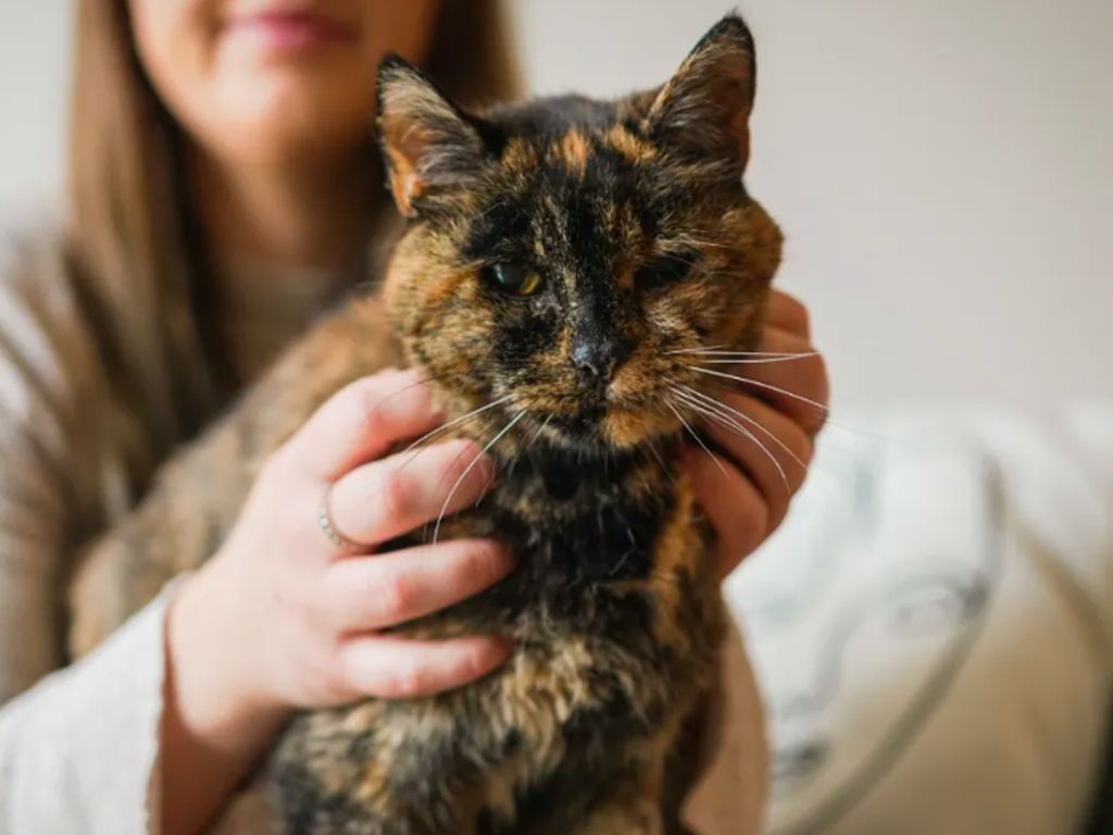 Kenalan dengan Flossie, Kucing Tertua di Dunia