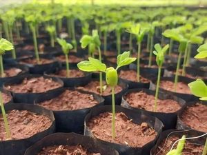 Hari Menanam Pohon Indonesia, Ini Sejarah Peringatan 28 November Hari Menanam Pohon Indonesia, Ini Sejarah Peringatan 28 November