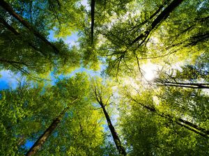 Mengenal Flamboyan hingga Soga di Hari Menanam Pohon