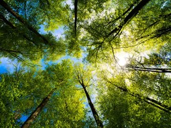 Sejarah Hari Menanam Pohon Indonesia 28 November dan Cara Merayakannya