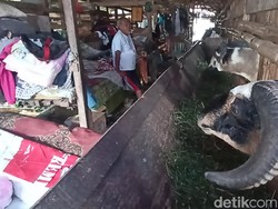 Puluhan Korban Gempa Cianjur Mengungsi di Kandang Kambing!