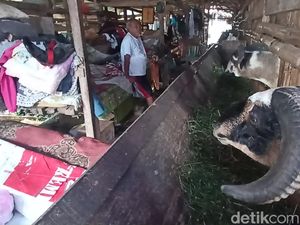 Puluhan Korban Gempa Cianjur Mengungsi di Kandang Kambing! Puluhan Korban Gempa Cianjur Mengungsi di Kandang Kambing!