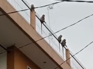 Diskar PB Buru Kawanan Monyet Liar yang Sempat Bikin Heboh Warga Bandung Diskar PB Buru Kawanan Monyet Liar yang Sempat Bikin Heboh Warga Bandung