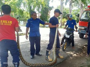 Sanca 3 Meter di Samping Rujab Bupati Sinjai Dievakuasi Damkar