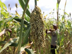 Menggiatkan Pangan Lokal Menghadapi Perubahan Iklim