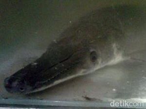 Saat Ikan Berkepala Mirip Buaya Gegerkan Warga Mojokerto