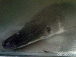 Saat Ikan Berkepala Mirip Buaya Gegerkan Warga Mojokerto