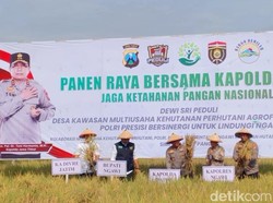 Blusukan ke Ngawi, Kapolda Jatim Ikuti Tradisi Methil Panen Raya