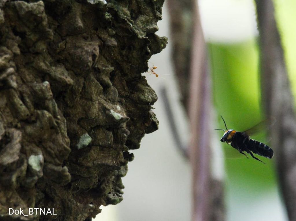 Lebah Terbesar di Dunia Ternyata Ada di Maluku Utara, Berapa Ukurannya?