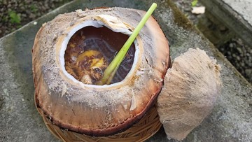 Ini Khasiat Kelapa Bakar untuk Tubuh, Tak Banyak yang Tahu