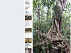 Penemuan Spesies Pohon Raksasa Baru di Sumatera, Bisa Tumbuh 40 Meter!