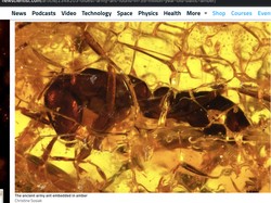 Fosil Semut Tentara Tertua, Usianya Mencapai 35 Juta Tahun!