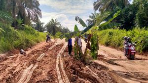 Potret Jalan Rusak di Pelalawan yang Ditanami Pohon Pisang
