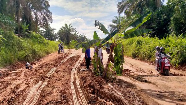 Potret Jalan Rusak di Pelalawan yang Ditanami Pohon Pisang