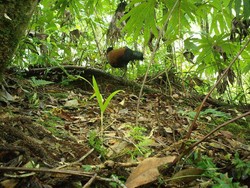 Dikira Punah 140 Tahun Lalu, Burung Ini Ditemukan Lagi di Papua