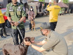 Coco Anjing Satpol PP Pernah Temukan Bagian Tubuh Iwan PNS Semarang