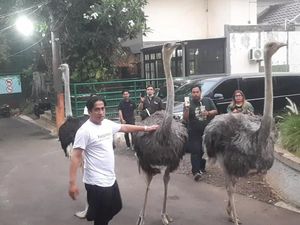Irfan Hakim Pelihara Burung Unta, Berapa Biaya yang Dikeluarkan Tiap Bulan?