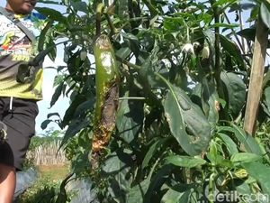 Terserang Hama Patek, Petani di Purwakarta Bakar Cabai Agar Tak Menular