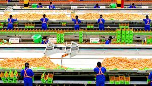 Pernah Beli Jeruk dari China? Begini Cara Packing-nya