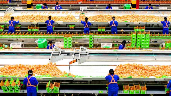 Pernah Beli Jeruk dari China? Begini Cara Packing-nya