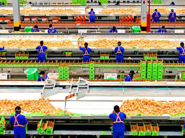 Pernah Beli Jeruk dari China? Begini Cara Packing-nya